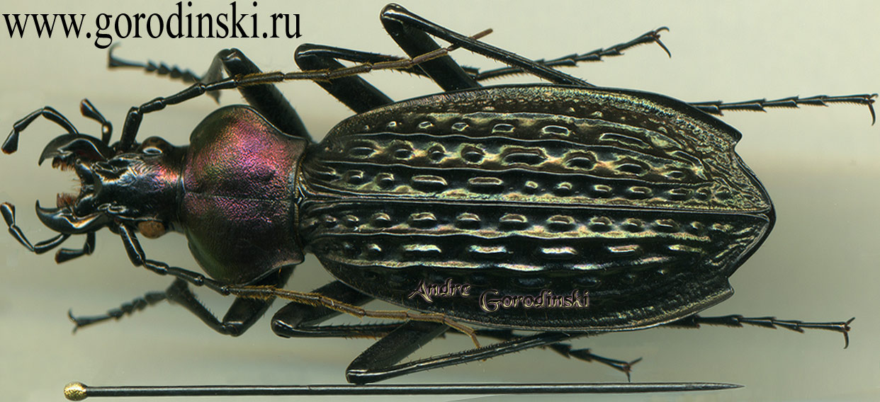 http://www.gorodinski.ru/carabus/Apotomopterus hector yubeicus.jpg